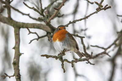 Close-up of bird perching on branch during winter