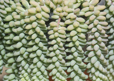 Full frame shot of green beans