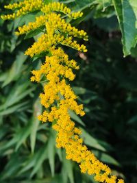 Close-up of yellow flowers blooming outdoors