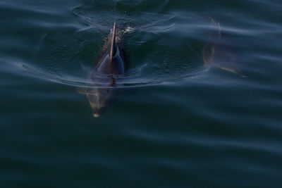 High angle view of dolphins swimming in sea