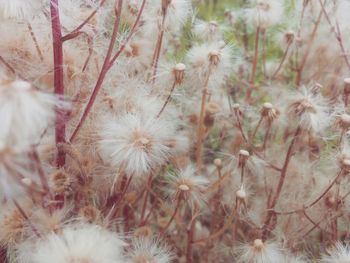 Close-up of flowers