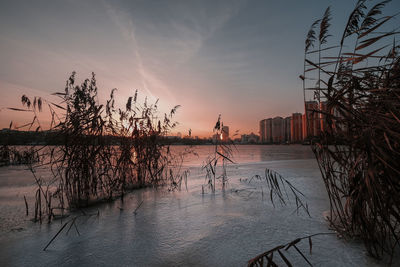 Plants by buildings against sky during sunset