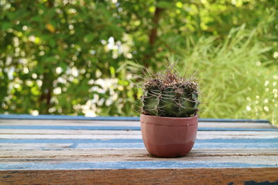 Close-up of potted plant on table