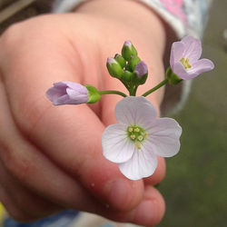 Close-up of hand holding flower