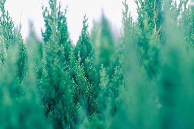 Close-up of fresh green plant