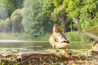 Bird on rock by lake