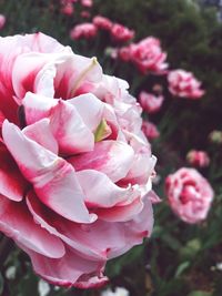 Close-up of pink rose