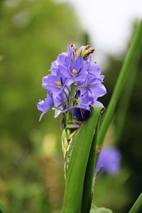 Close-up of insect on purple flower