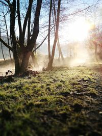 View of trees on landscape