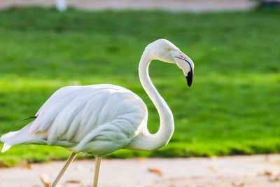 Flamingo with green background
