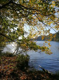 Trees by lake during autumn