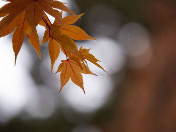 Close-up of maple leaves against blurred background