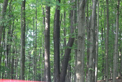 View of bamboo trees in forest