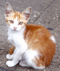 Close-up of a cat