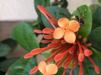 Close-up of insect on red flowering plant