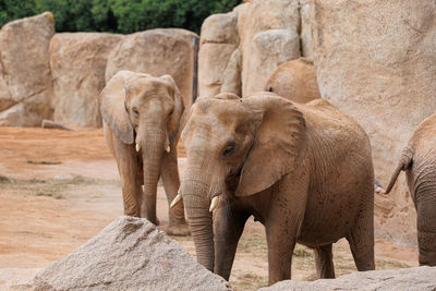 Elephants in its natural environment on a sunny day.