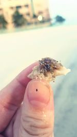 Close-up of hand holding crab