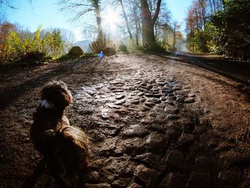 Dog on road amidst trees