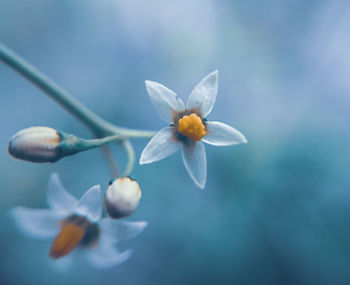 Close-up of white flowering plant