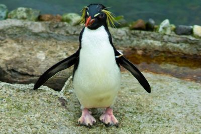 Close-up of penguin on rock