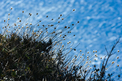 Low angle view of plants against blue sky