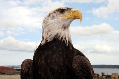 Close-up of a bird