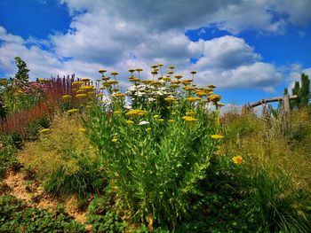 Plants growing on field against sky