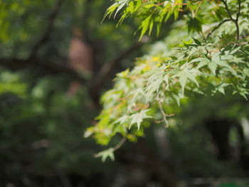 Close-up of fresh green leaves