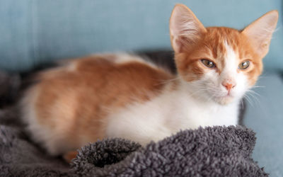 Close-up portrait of a cat