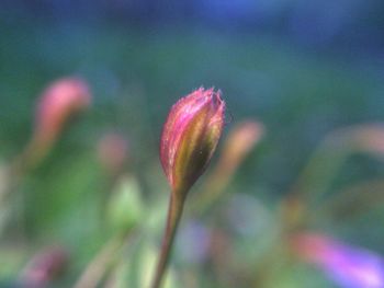 Close-up of flower blooming outdoors