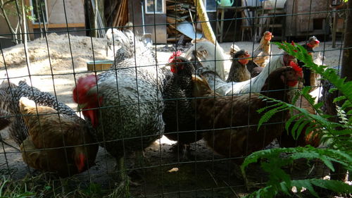 Close-up of rooster in cage