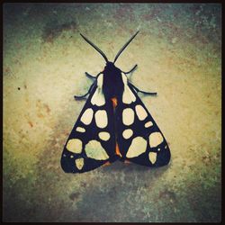 Close-up of butterfly on leaf