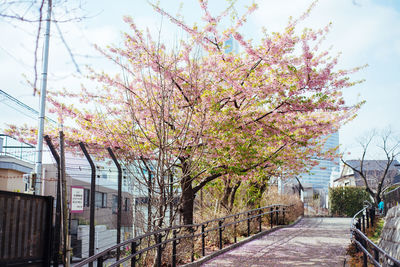 Empty road along buildings