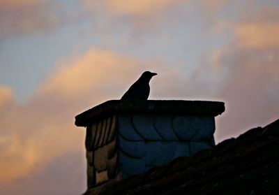 Low angle view of bird perching on silhouette against sky