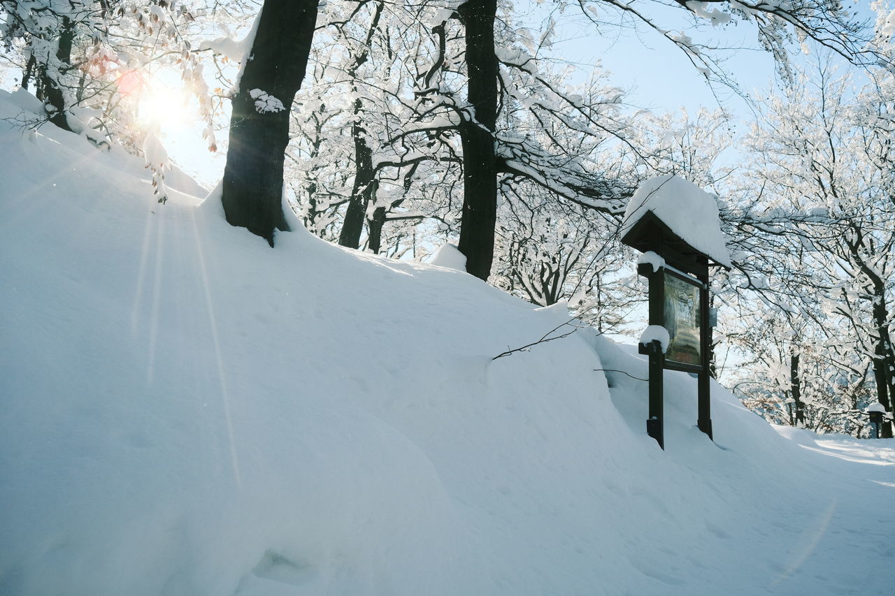 SNOW COVERED LAND BY TREES