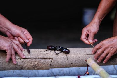 Close-up of hands holding insect on wood