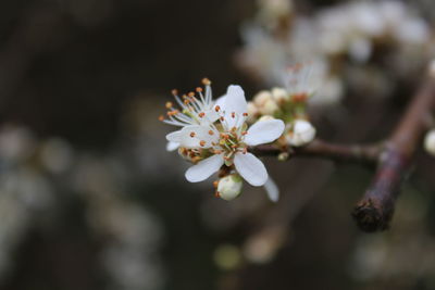 Close-up of white flowers