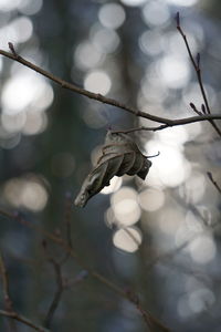 Close-up of dead plant on branch