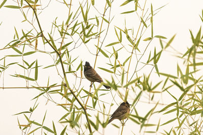 Low angle view of bird perching on plant