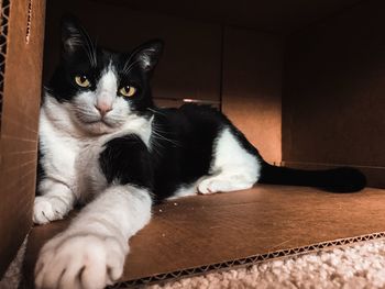 Close-up portrait of a cat lying down