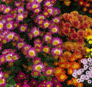 Full frame shot of flowering plants