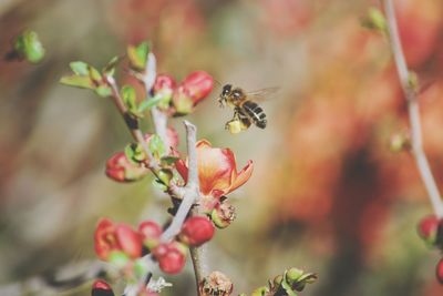 Close-up of bee on flower