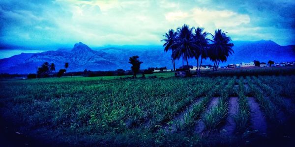 Scenic view of agricultural field against sky