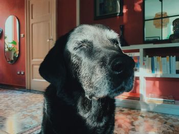 Close-up of a dog looking away