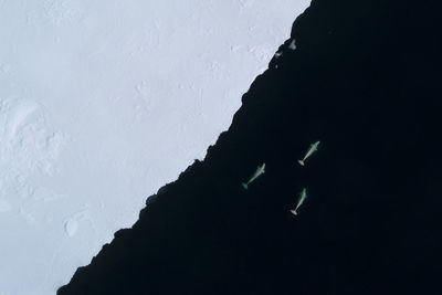 Beluga whales feeding at the ice edge on svalbard, the arctic.