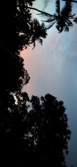 Low angle view of silhouette trees against sky