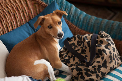 Portrait of dog relaxing on sofa at home