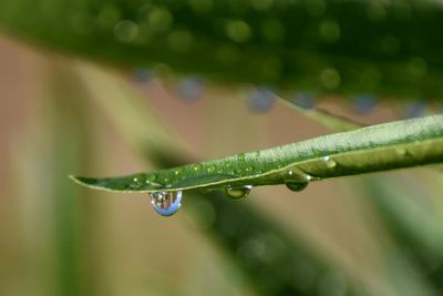 green