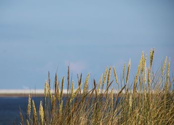 Close-up of plants growing on land against sea