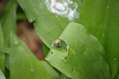 Close-up of insect on leaf